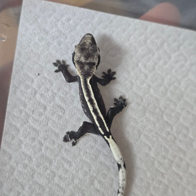 아잔틱