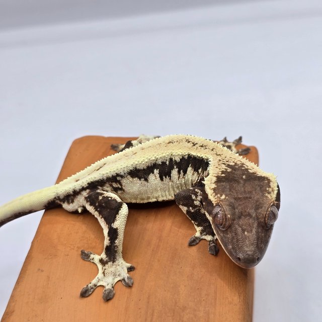 릴리100%헷아잔틱 100%헷아잔틱 릴리 세이블 세이블