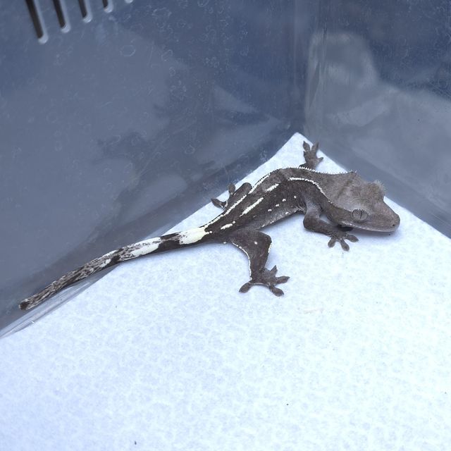 아잔틱