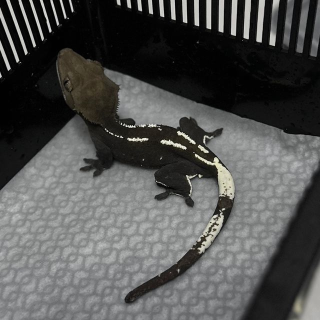 아잔틱