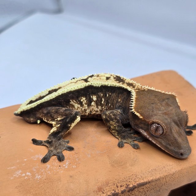 세이블 100%헷아잔틱