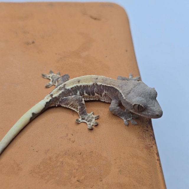 100%헷아잔틱 릴리100%헷아잔틱 프라푸치노 카푸치노