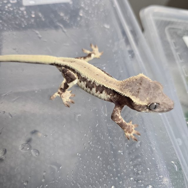 릴리100%헷아잔틱 릴리 세이블 세이블 100%헷아잔틱