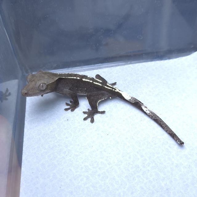 아잔틱