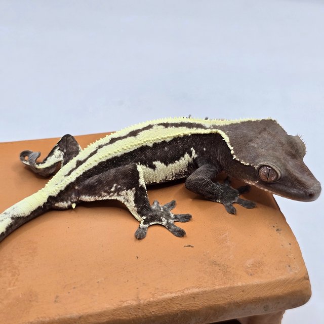 릴리 세이블 세이블 릴잔틱 아잔틱