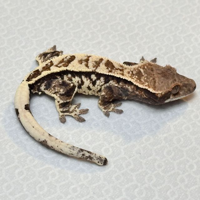 트라이 카푸치노