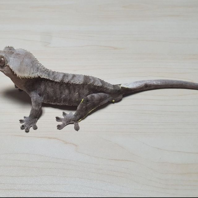 챠콜