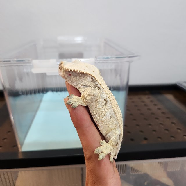 드리피 화이트스팟