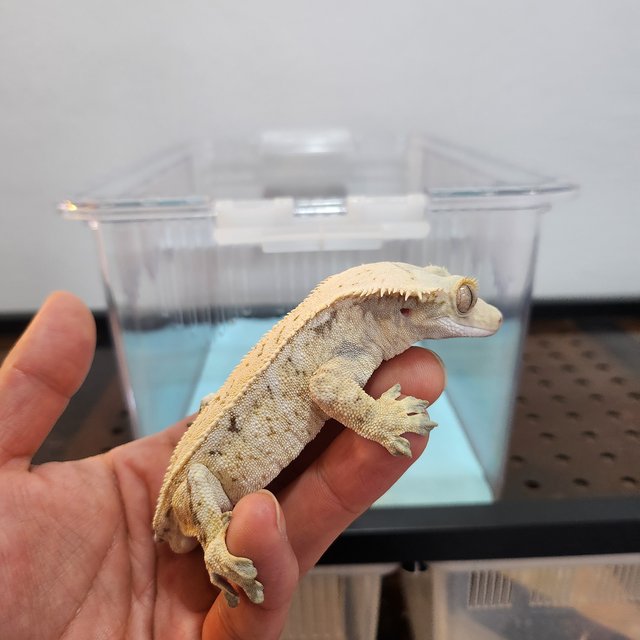 드리피 화이트스팟