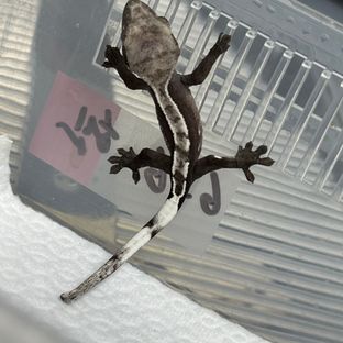 아잔틱
