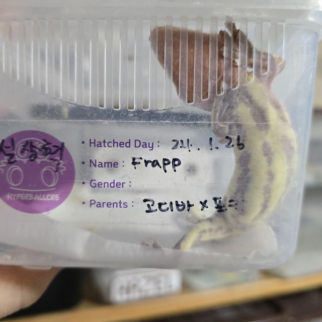 프라푸치노