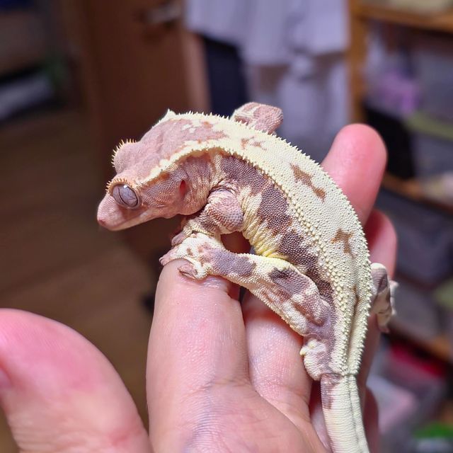 프라푸치노
