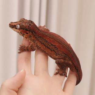 레드 스트라이프