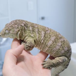 바요나이즈 수