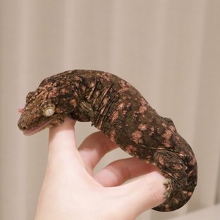 트루 컬러