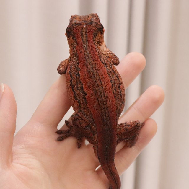 레드 스트라이프