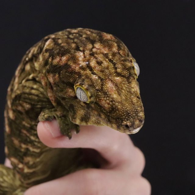 노멀