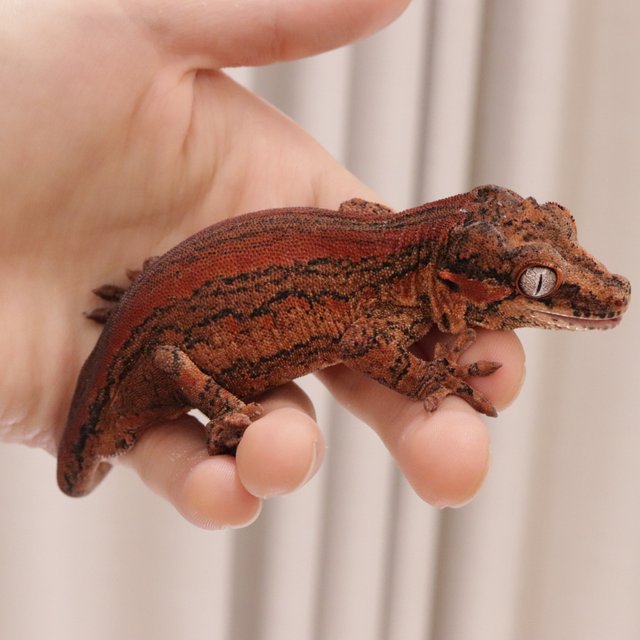 레드 스트라이프