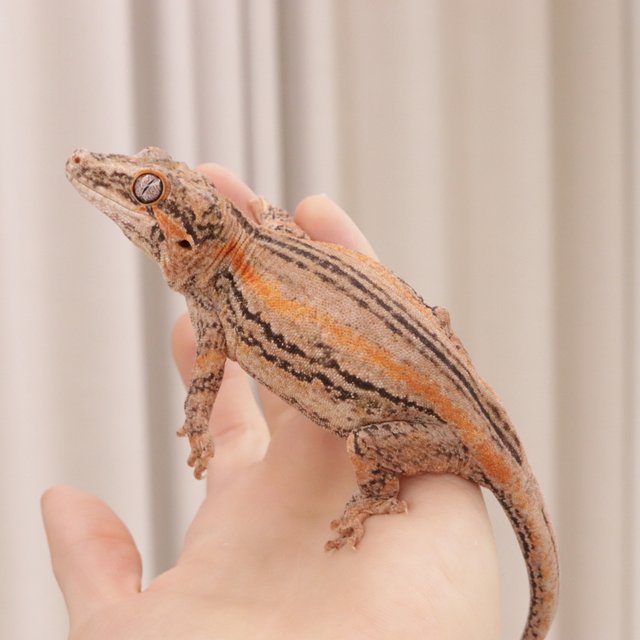 오렌지 스트라이프