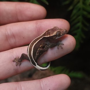 화이트핀 엠티백