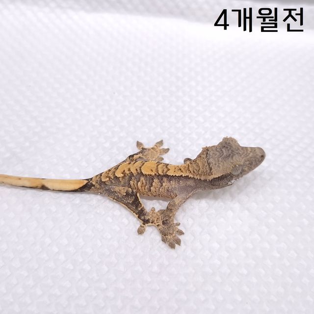 노멀 화이트스팟 익스트림할리퀸