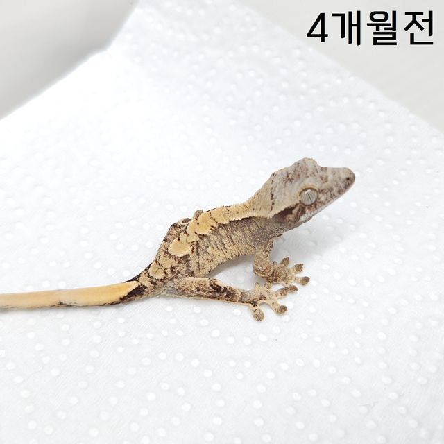 노멀 화이트스팟 할리퀸