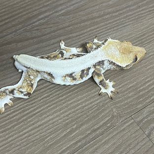 릴리화이트 트라이