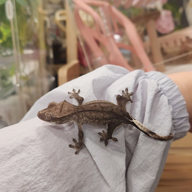 아잔틱