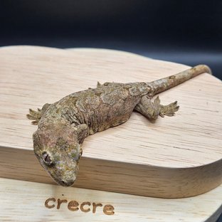 파인아일랜드 메인랜드