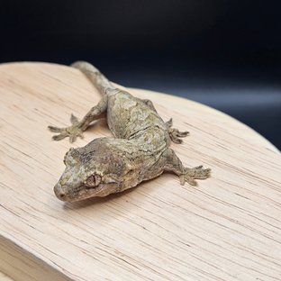 파인아일랜드 메인랜드