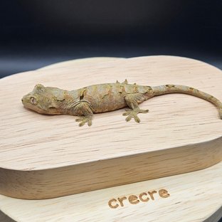 파인아일랜드 메인랜드