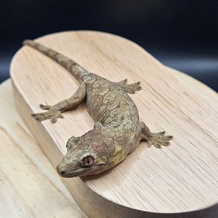 파인아일랜드 메인랜드