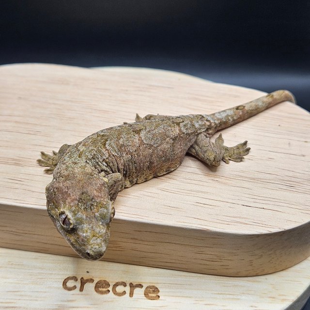 파인아일랜드 메인랜드