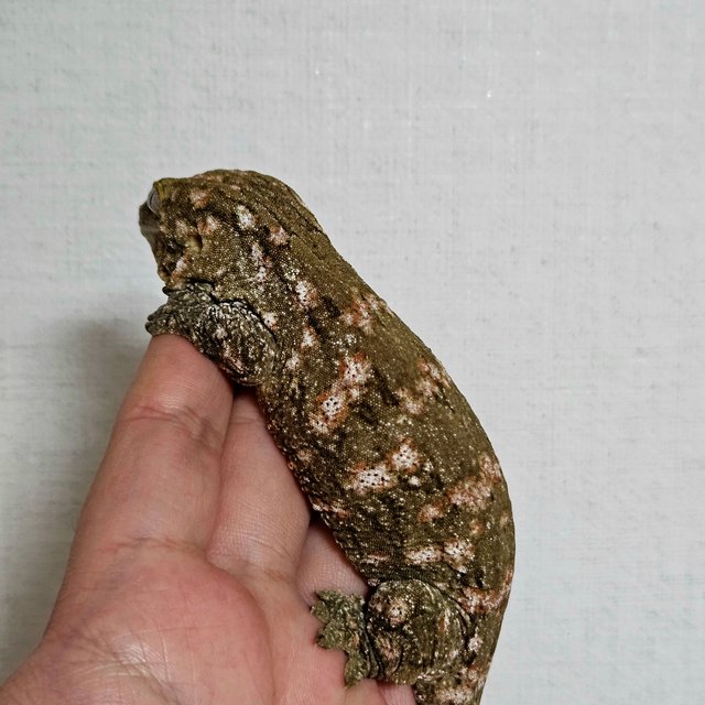 누아나 노멀 파인아일랜드