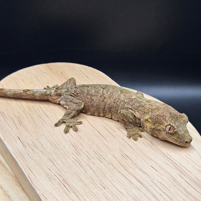 파인아일랜드 메인랜드