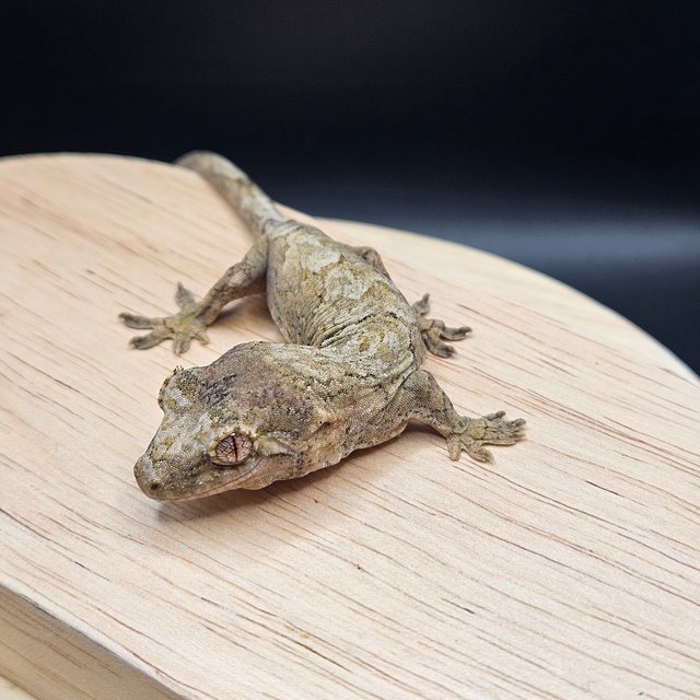 파인아일랜드 메인랜드