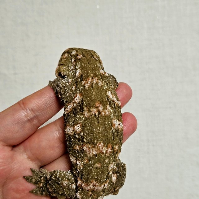 누아나 노멀 파인아일랜드