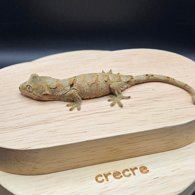 파인아일랜드 메인랜드