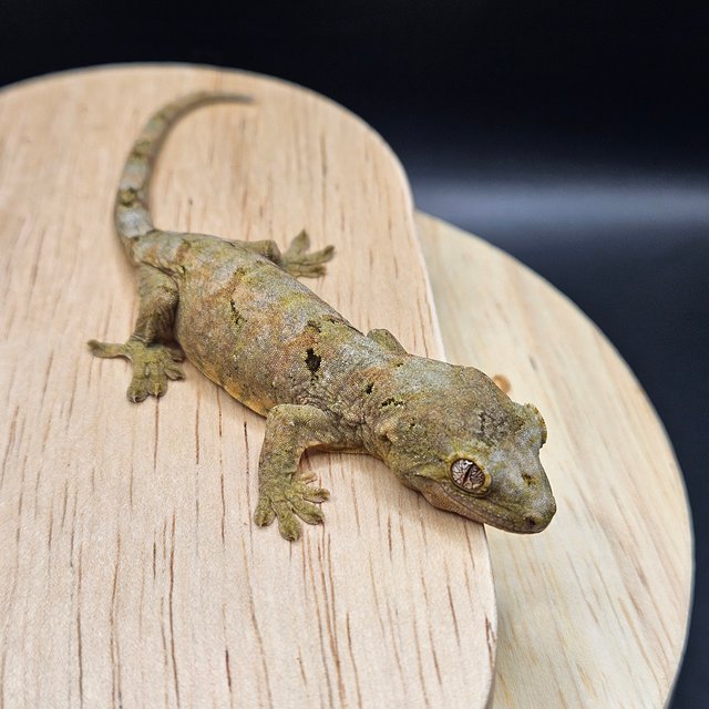 파인아일랜드 메인랜드