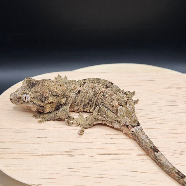 파인아일랜드 메인랜드