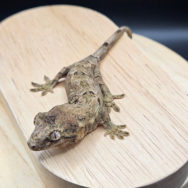 파인아일랜드 메인랜드