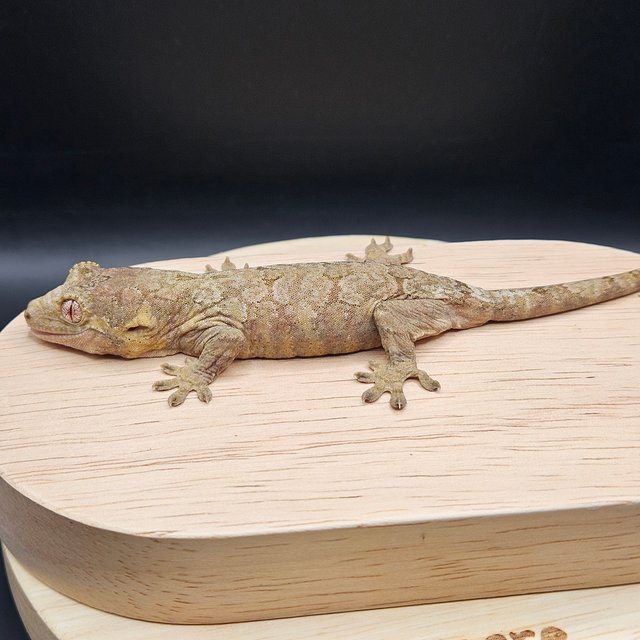 파인아일랜드 메인랜드