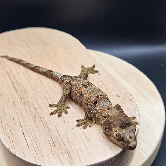 파인아일랜드 메인랜드