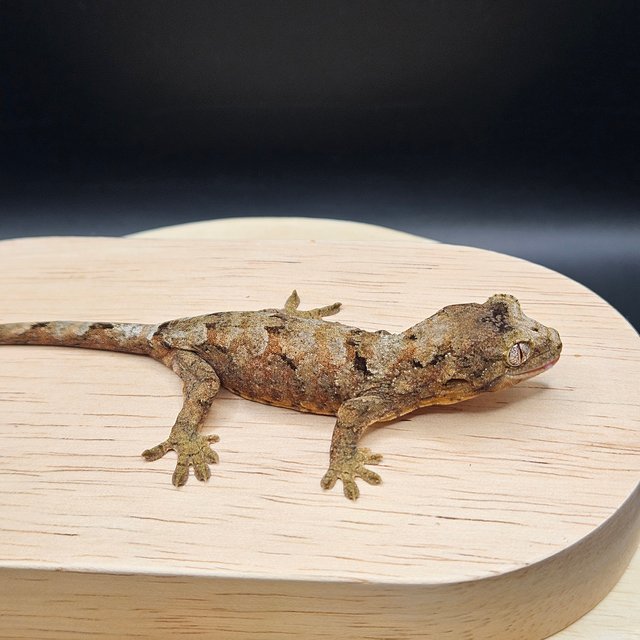 파인아일랜드 메인랜드