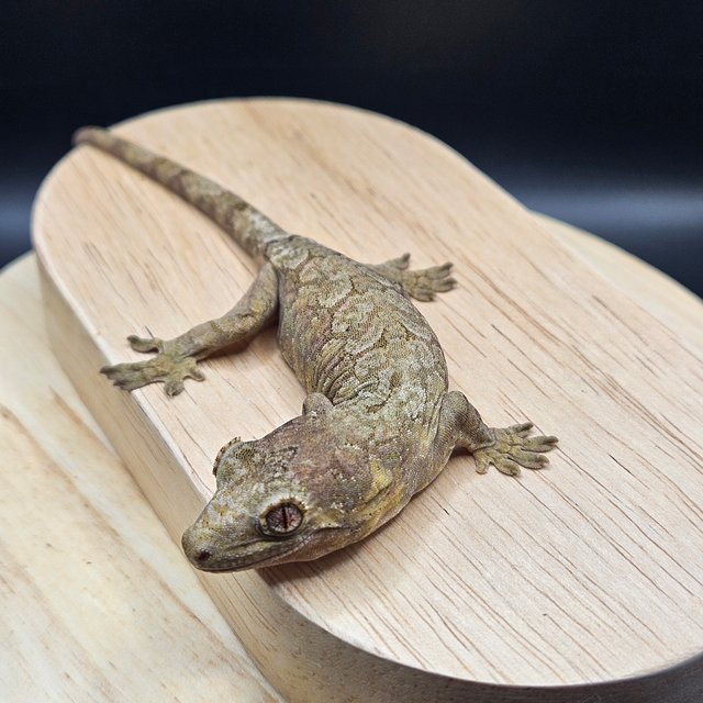 파인아일랜드 메인랜드