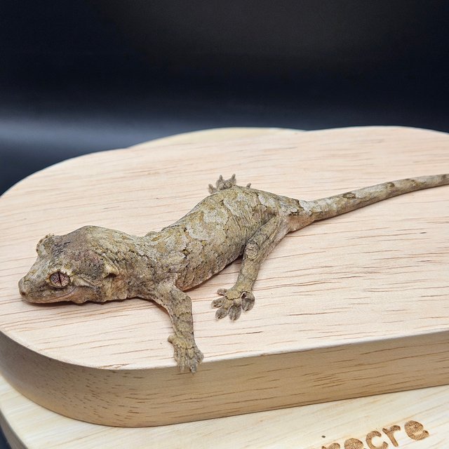 파인아일랜드 메인랜드