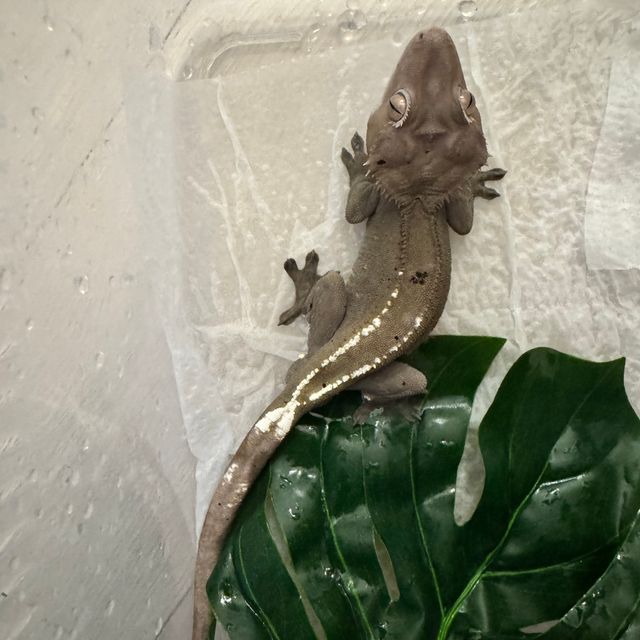 아잔틱