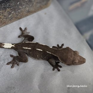 아잔틱 블랙 화이트핀 (모)