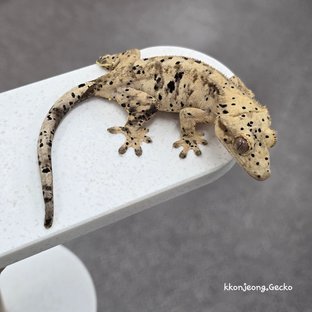 Super Dalmatian Dalmatian