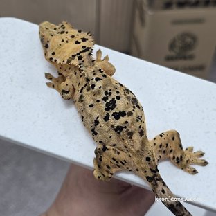 슈퍼달마시안 달마시안